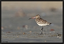 Rosse Grutto, Bar-tailed Godwit, Limosa lapponica Location, Tanji, the Gambia rosse grutto MG 2652 kopie